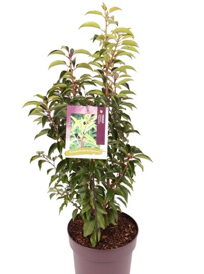 Portugiesischer Kirschlorbeer / Prunus lusitanica 'Angustifolia'