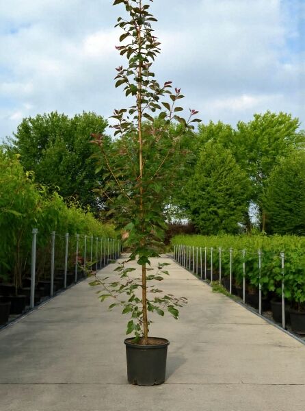 Malus 'Rudolph' / Zierapfel 'Rudolph' 175-200 cm C20, aufrechter Jungbaum im Container mit grünem und rötlichem Laub.