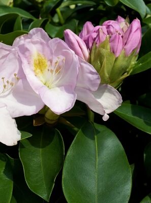 Rhododendron 'Gomer Waterer' - Rhododendron Hybride 'Gomer Waterer'