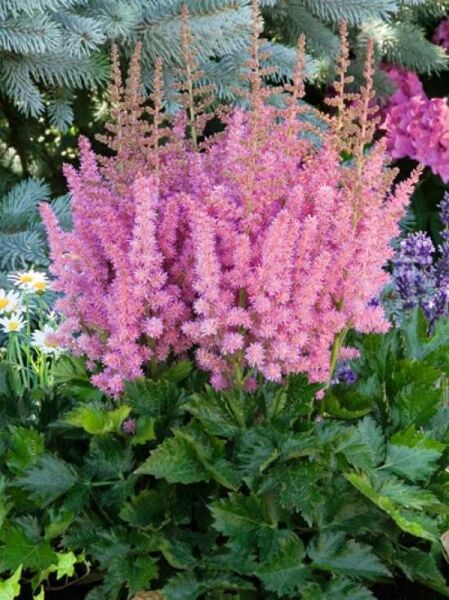 Astilbe chinensis 'Visions in Pink ' / Beet-Prachtspiere