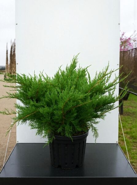 Juniperus pfitzeriana 'Mint Julep' / Grüner Pfitzer-Strauch-Wacholder, buschige Pflanze im Topf, 70–80 cm (breit), C35