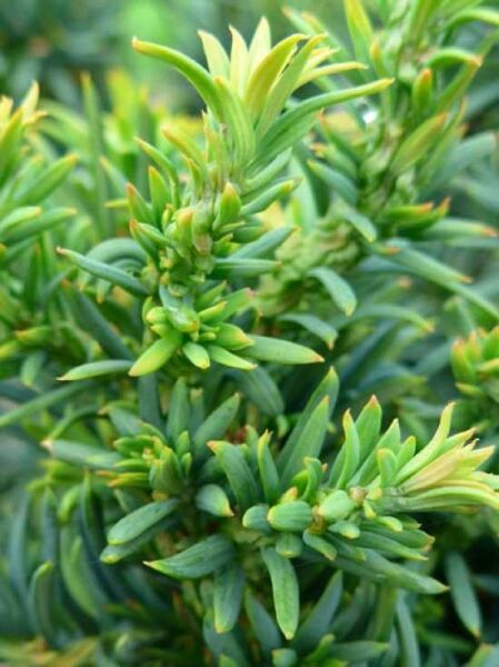 Taxus baccata 'Cristata' / Gedrehte Zwerg-Eibe 'Cristata' mit grünem, gedrehtem Nadelwerk und helleren Triebspitzen
