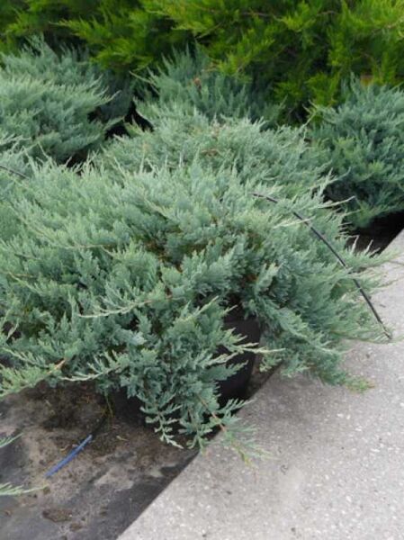 Juniperus horizontalis 'Blue Chip' / Blauer Kriech-Wacholder 70-80 cm breit C35, flach wachsender, blaugrüner Nadelstrauch im Container