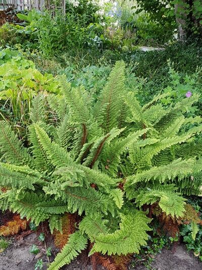 Flaumfeder-Filigranfarn &#039;Plumosum Densum&#039; / Polystichum setiferum &#039;Plumosum Densum&#039;
