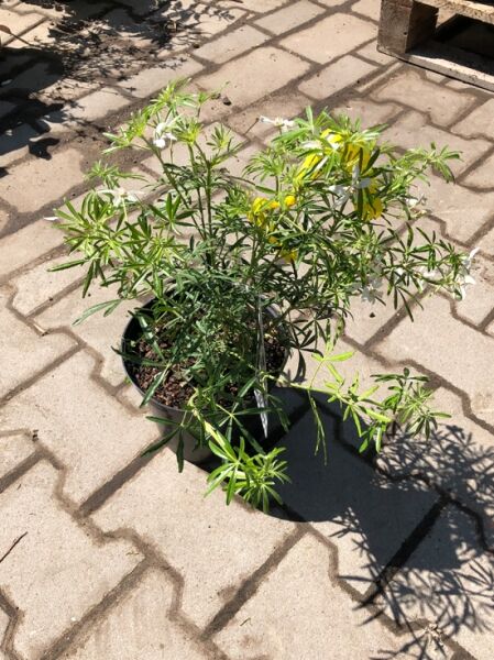 Choisya ternata 'White Dazzler' / Orangenblume 'White Dazzler' 20-30 cm C3 im Pflanztopf, grünes Laub, weiße Blütenknospen