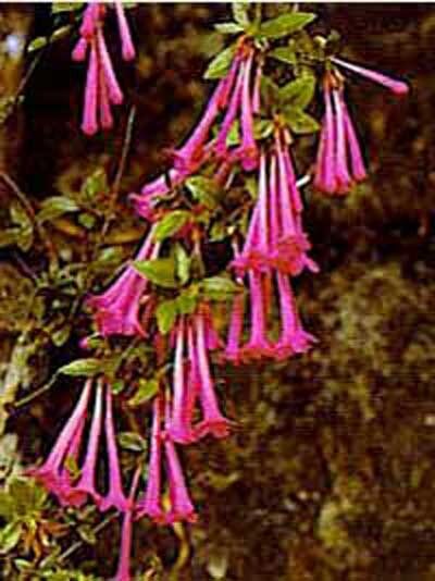 Abelia floribunda / Mexikanische Abelie