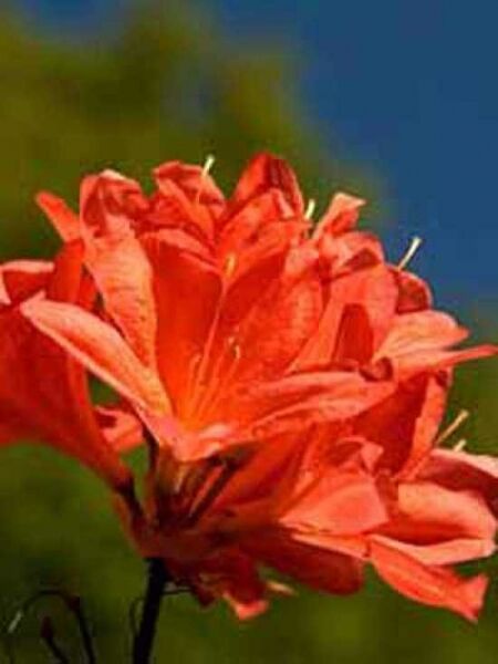 Laubabwerfende Azalee 'Fanal' / Azalea luteum 'Fanal' (Knap-Hill)