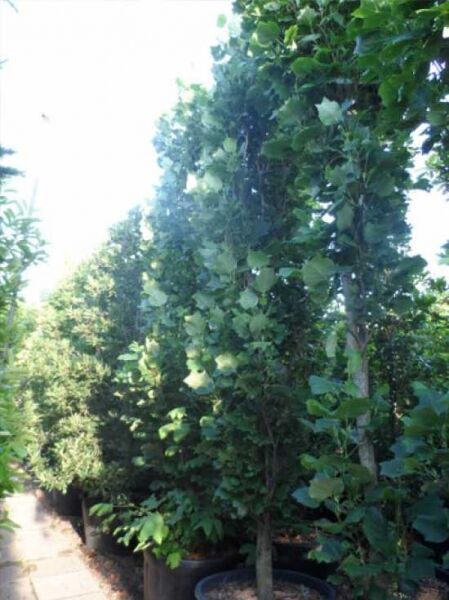 Liriodendron tulipifera 'Fastigiatum' / Säulen-Tulpenbaum, säulenförmiger Baum im Container, 400-450 cm, C160