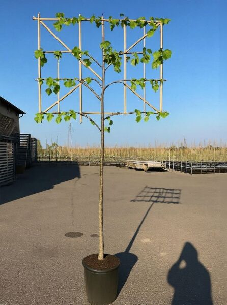 Tilia europaea 'Pallida' (Kaiserlinde) Hochstamm-Spalier im Container, Stamm mit Spaliergerüst und grünem Laub.