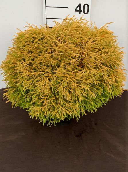 Thuja occidentalis 'Golden Tuffet' / Lebensbaum 'Golden Tuffet' 40-50 cm C10, kugeliger Nadelstrauch mit goldgrünem Laub