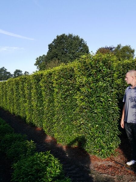 Portugiesischer Kirschlorbeer / Portugiesischer Kirschlorbeer