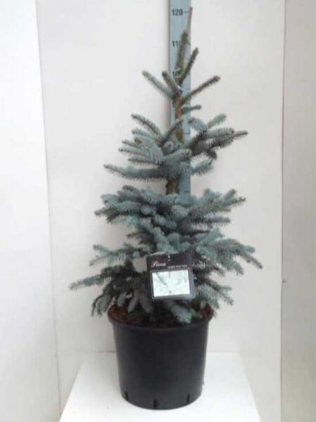 Picea pungens 'Erich Frahm' / Stech-Fichte 'Erich Frahm', 60-80 cm, im Container C12, blaugrüne Nadeln, aufrecht wachsend.