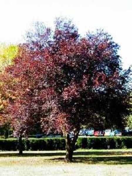 Rotblättrige Nelken-Kirsche 'Royal Burgundy' / Prunus serrulata 'Royal Burgundy'