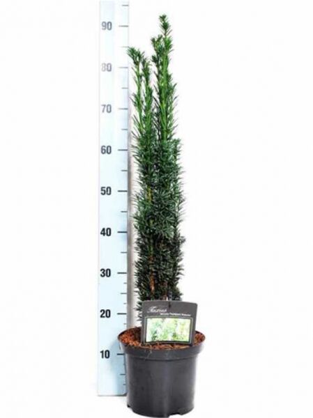 Taxus baccata 'Fastigiata Robusta' / Schmale Säulen-Eibe 50-60 cm C5, aufrechter, schmaler Nadelgehölzstrauch im Topf