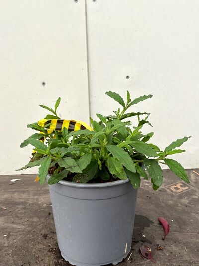 Lorbeerblättrige Zistrose (Cistus laurifolius) im Topf, Variante P9, mit dichtem grünen Laub.