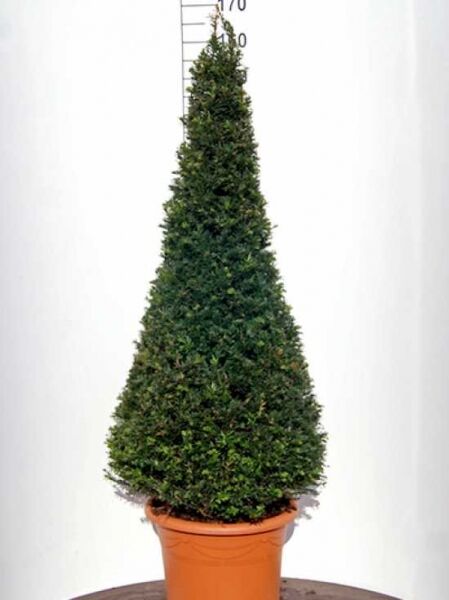 Taxus baccata 'Kegel' / Heimische Eibe 'Kegel', kegelartig geschnittene Eibe im Topf, ca. 120–140 cm hoch (C90)
