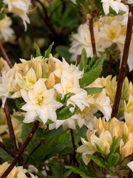 Azalea rustica 'Byron' / Laubabwerfende Azalee 'Byron'