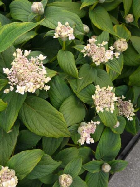 Hüllblatt-Hortensie 'Tokado-yama' / Hydrangea involucrata 'Tokado-yama'