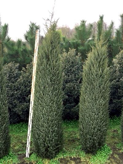 Irischer Säulen-Wacholder / Irischer Säulen-Wacholder