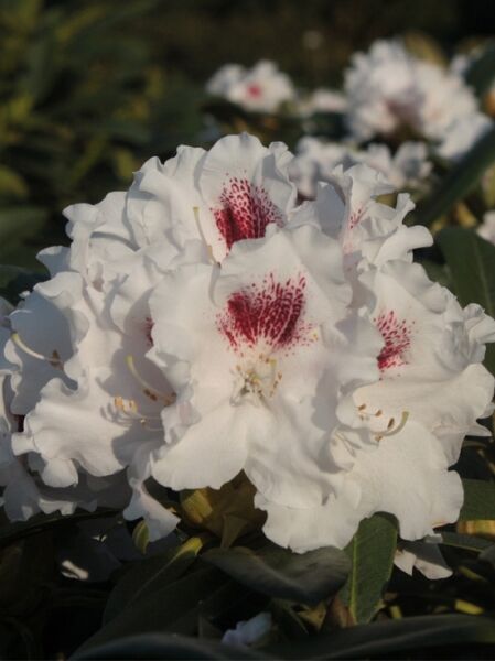 Rhododendron yakushimanum 'Kristall' / Rhododendron 'Kristall'