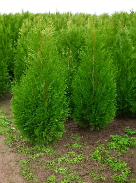 Thuja plicata 'Atrovirens' / Riesen-Lebensbaum 'Atrovirens', 100-125 cm, mit Ballen, junger Nadelgehölz-Strauch im Feld.