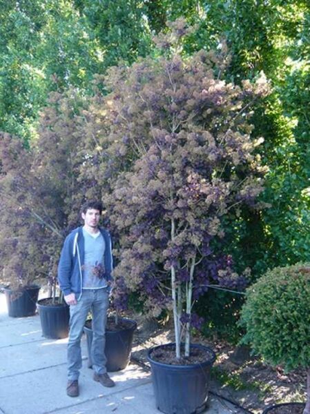 Cotinus coggygria 'Royal Purple' / Roter Perückenstrauch 'mehrstämmig'
