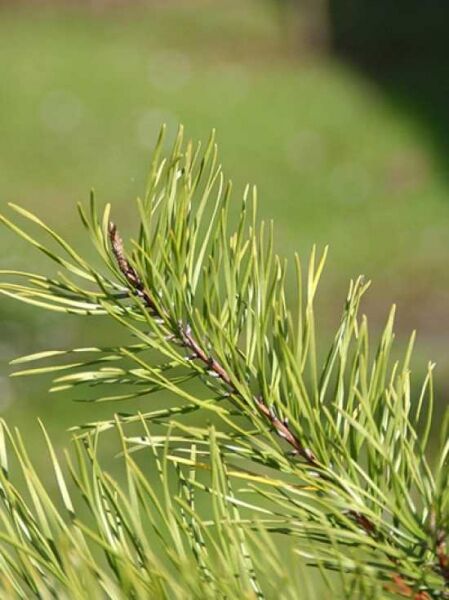 Pinus virginiana 'Wate's Golden' / Virginianische Kiefer 'Wate's Golden'