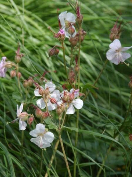 Geranium x cantabrigiense 'Saint Ola' / Storchschnabel / Cambridge-Garten-Storchschnabel