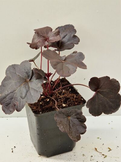 Purpurglöckchen (Heuchera Hybride) 'Obsidian' im P9-Topf mit dunkelpurpurnen, rund gelappten Blättern