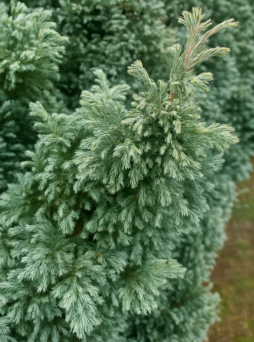 Silber-Zypresse / Sawara-Scheinzypresse 'Boulevard' - Chamaecyparis  pisifera 'Boulevard'