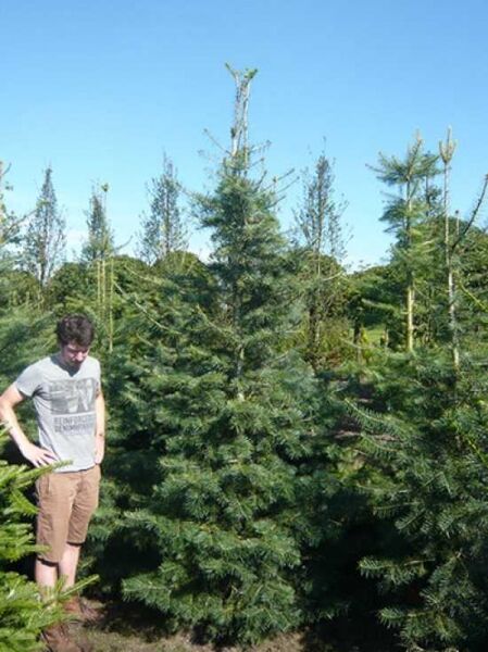 Abies concolor / Kolorado-Tanne