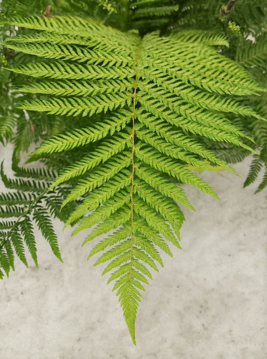 kentia palme raumklima XXL Kentia Palme liefern lassen – Green Me Up main image 0