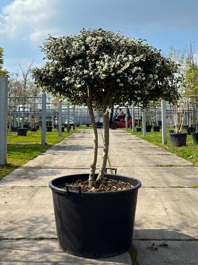 Frühlings-Duftblüte Schirmform 140 cm / Osmanthus burkwoodii (876200)