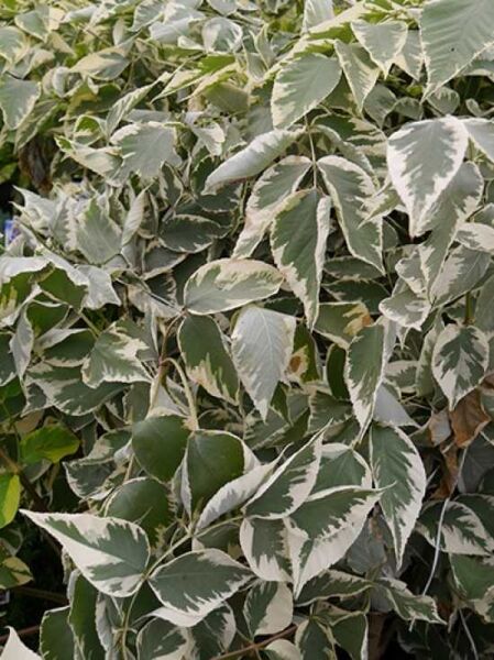 Weißblättrige Aralie / Weißer Japanischer Angelikabaum / Aralia elata 'Variegata'