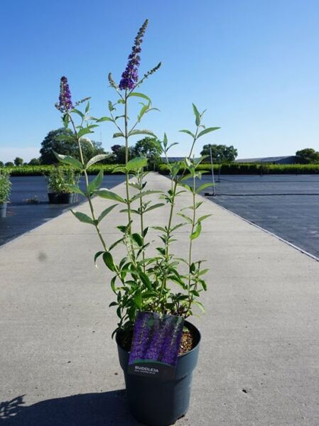 Buddleja davidii 'Empire Blue' (Sommerflieder) 60–80 cm C7, Schmetterlingsstrauch im Topf mit violetten Blütenrispen