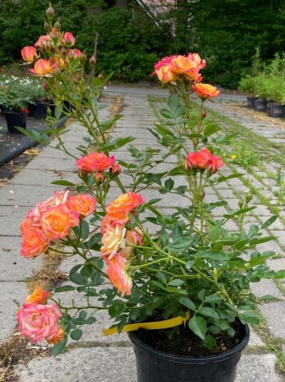 Rosa 'Little Sunset'® / Zwergrose 'Little Sunset'® C5 im Topf mit orange-rosa Blüten und grünen Blättern