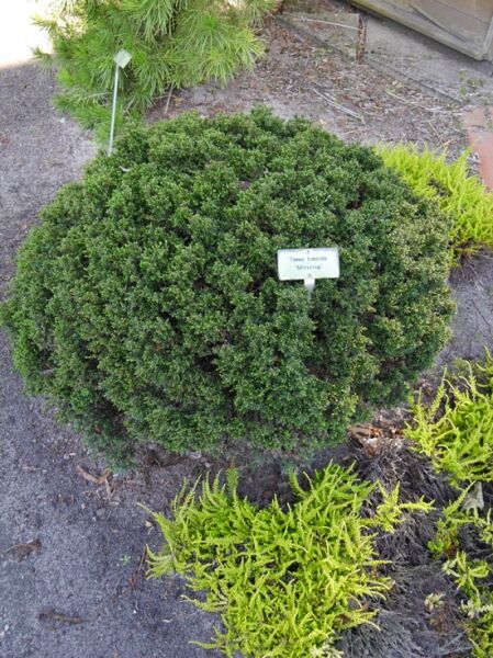 Taxus baccata 'Minima' / Miniatur-Eibe