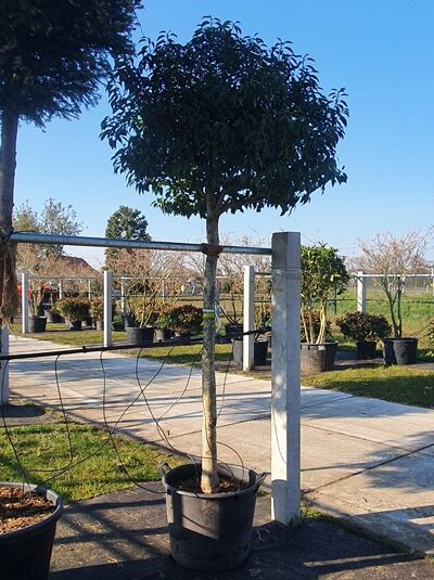 Portugiesischer Kirschlorbeer Hochstamm 18-20 StU / Prunus lusitanica 'Angustifolia'