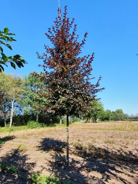 Zierapfel 'Scarlet'  / Zierapfel 'Scarlet'