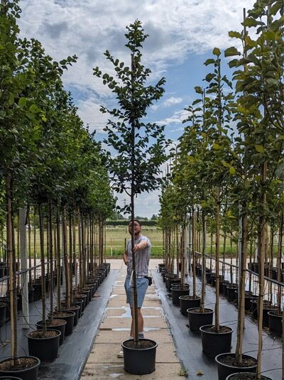 Carpinus betulus 'Lucas' (Säulen-Hainbuche 'Lucas') Hochstamm 12-14 StU im Container, schlanke Krone, aufrechter Stamm.