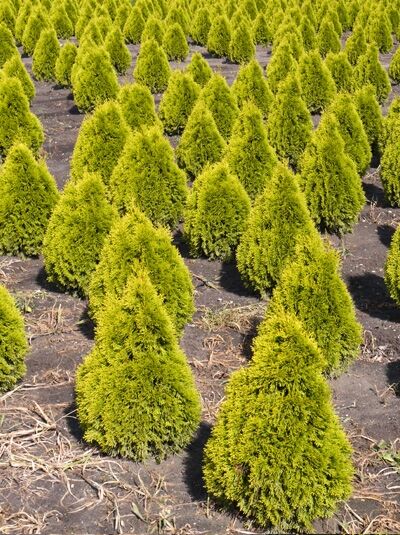 Thuja occidentalis 'Golden Smaragd' (Lebensbaum) Goldener Smaragd-Lebensbaum, goldgrüne, kegelförmige Pflanzen im Feld, 60–80 cm m. B.