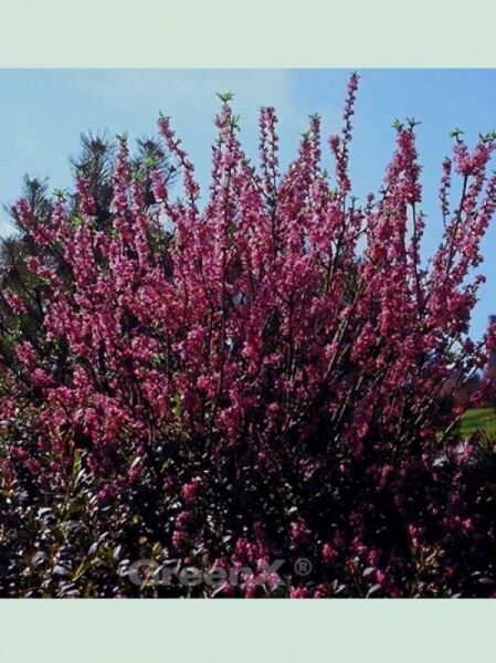 Daphne mezereum 'Rubra' / Roter Märzenseidelbast