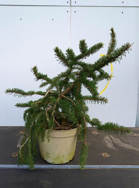 Picea abies 'Formanek' / Zwerg-Hänge-Fichte 'Formanek' 40-50 cm C10 im Topf, mit überhängenden Zweigen und grünen Nadeln