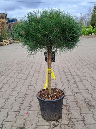 Pinus nigra 'Brepo' / Kugel-Schwarzkiefer 'Brepo' 40 cm Stamm C20, kugelige Krone auf Stamm im Container mit Nadeln