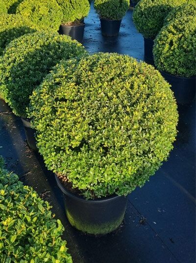 Buchsblättrige Japanische Hülse (Ilex crenata) 'Maxima' Kugel 70-80 cm C45 im schwarzen Pflanztopf, dicht verzweigt und rund geschnitten.