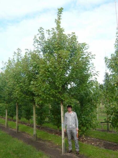 Rot-Ahorn (Acer freemanii) 'Autumn Blaze' Hochstamm 30-35 StU mit geradem Stamm und grüner, dichter Krone in Baumschule