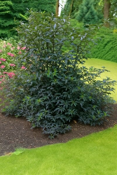 Sambucus nigra 'Black Beauty ®' / Schwarzer Holunder 'Black Beauty', buschiger Strauch mit dunkelviolettem Laub im Beet.