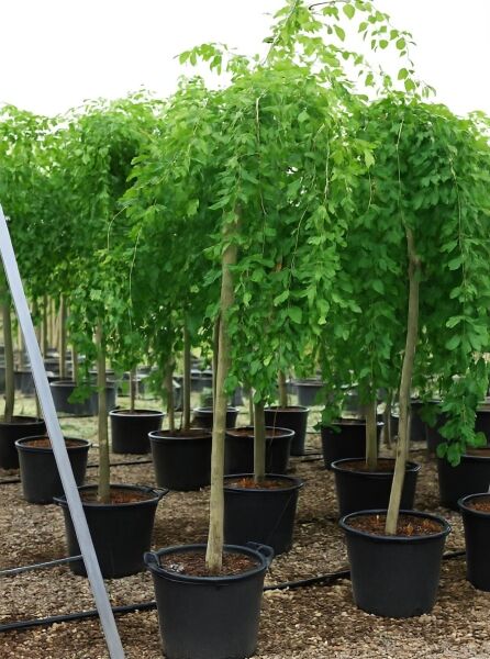 Trauer-Hainbuche (Carpinus betulus 'Pendula') Hochstamm 12-14 StU im Container mit hängender Krone und grünem Laub.