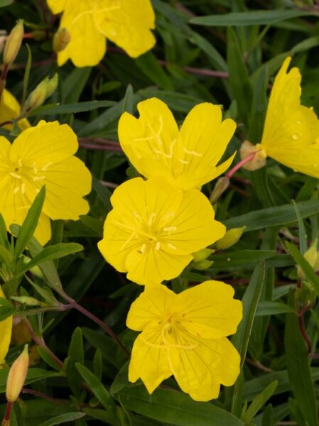 Strauchige Nachtkerze 'Sundrop' / Calylophus hartwegii 'Sundrop'