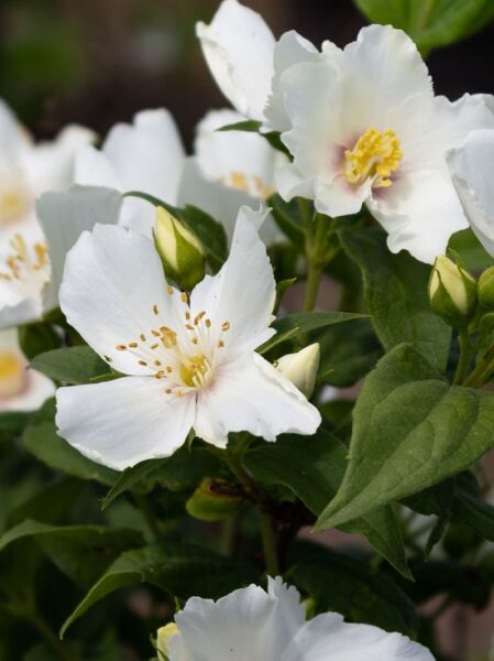 Großblütiger Pfeifenstrauch &#039;Belle Etoile&#039; / Philadelphus &#039;Belle Etoile&#039;